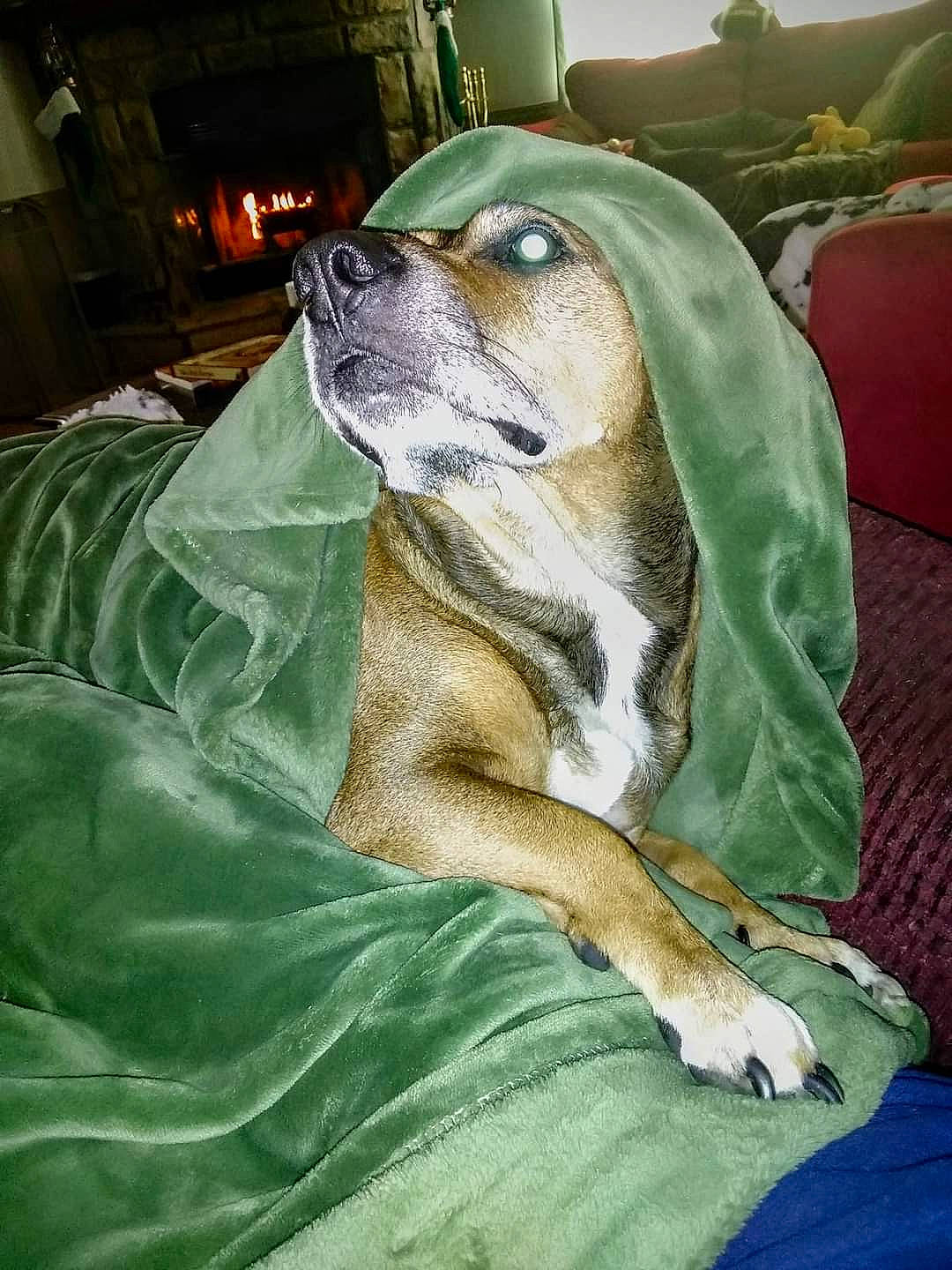 Fred joined the competition — help win amazing prizes! art, canidae, carnivore, comfort, companion_dog, dog, dog_breed, drawing, fawn, fur, grass, hound, painting, paw, snout, sporting_group, terrestrial_animal, whiskers, working_animal, working_dog