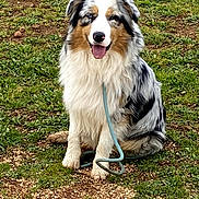 Tao a rejoint le concours — aidez-le/la à gagner de superbes lots ! dog, australian_shepherd, sitting, grass, outdoor, leash, pet, animal, happy, tongue_out, fur, nature, ground, canine, cute, friendly, portrait, watching, daylight, mammal