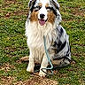 dog, australian_shepherd, sitting, grass, outdoor, leash, pet, animal, happy, tongue_out, fur, nature, ground, canine, cute, friendly, portrait, watching, daylight, mammal