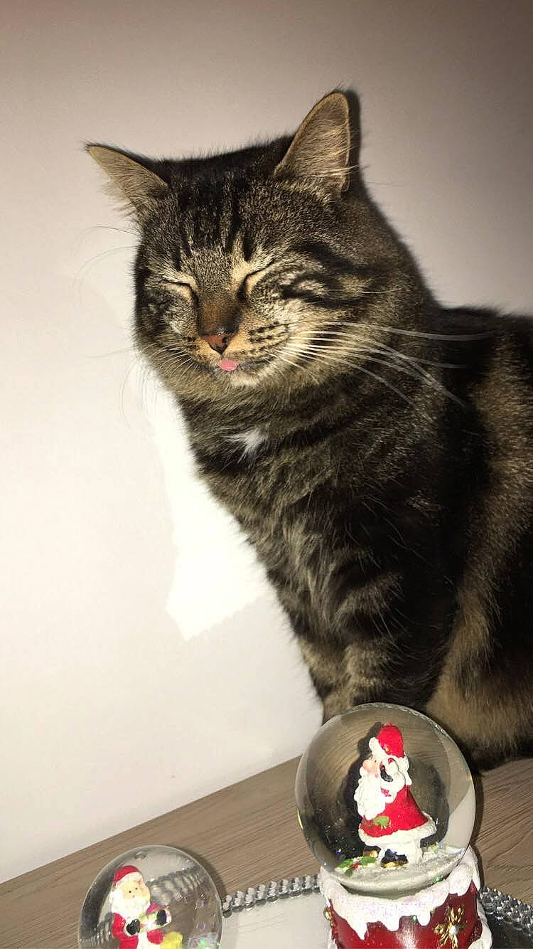 Badabulle a rejoint le concours — aidez-le/la à gagner de superbes lots ! art, box, carmine, carnivore, cat, claw, domestic_short_haired_cat, felidae, fur, iris, paw, sitting, small_to_medium_sized_cats, snout, tail, toy, whiskers, wildlife, window