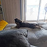 dog, small_dog, shaggy_dog, pet, animal, lying_down, bed, bedroom, blanket, pillow, yellow_pillow, gray_bedding, window, sunlight, fan, indoor, home, relaxed, portrait, long_body