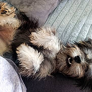 Lilou participe au concours pour gagner de l'argent avec cette photo : dog, puppy, small_dog, long_hair, shaggy_fur, black_and_white, brown_fur, upside_down, lying_down, sleeping, playful, tooth, nose, paws, bed, blanket, quilt, pillow, indoor, portrait