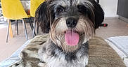 Lilou participe au concours pour gagner de l'argent avec cette photo : dog, pet, canine, scruffy_fur, black_and_white, tongue_out, happy, portrait, close_up, sitting, blanket, bed, indoor, living_room, yellow_chairs, wall_clock, wall_art, home, fluffy, playful