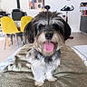 dog, pet, canine, scruffy_fur, black_and_white, tongue_out, happy, portrait, close_up, sitting, blanket, bed, indoor, living_room, yellow_chairs, wall_clock, wall_art, home, fluffy, playful
