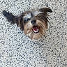dog, small_dog, shaggy_fur, brown_fur, black_fur, happy, open_mouth, teeth, tongue, floppy_ears, tail, outdoor, patio, concrete, stone_surface, portrait, looking_up, pet, sandals, bright_colors