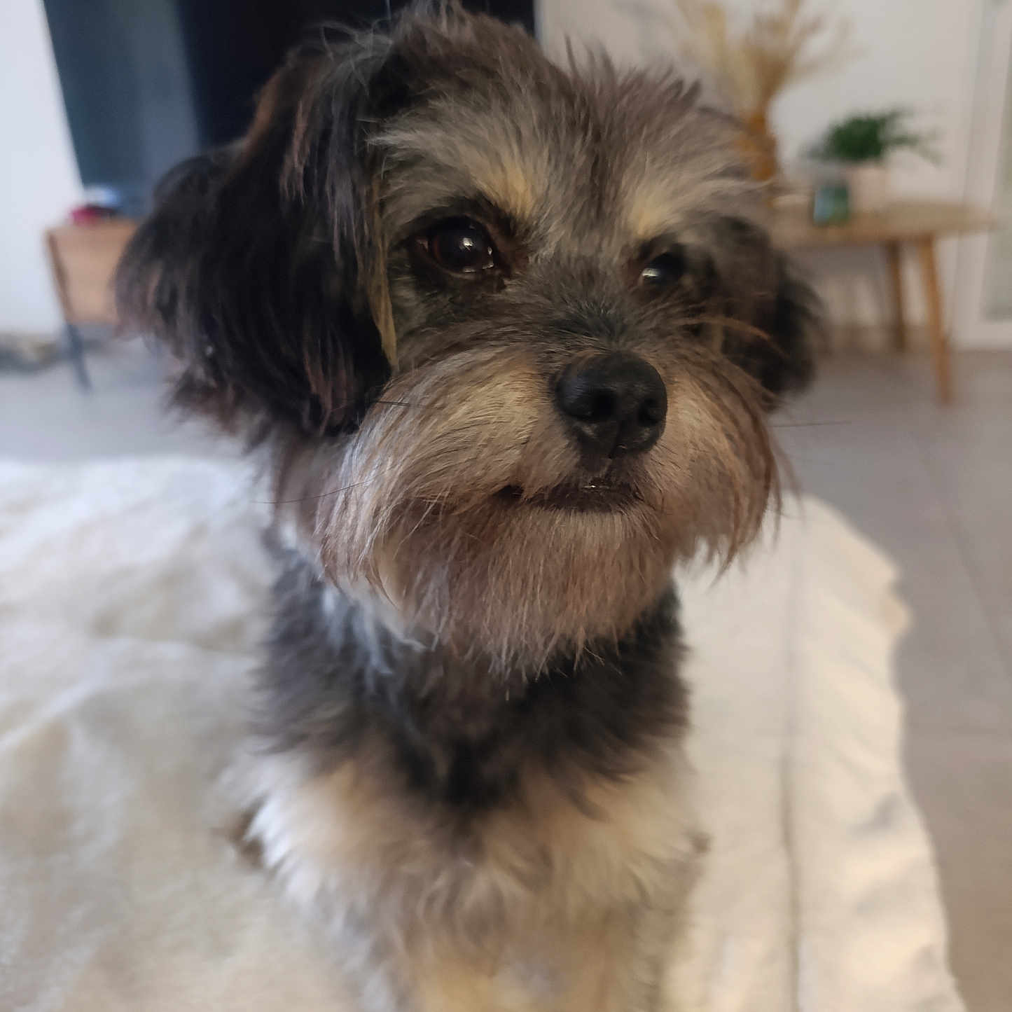 Lilou
