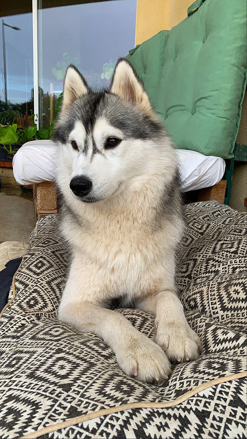 Oxa participe au concours pour gagner de l'argent avec cette photo : alaskan_klee_kai, alaskan_malamute, canadian_eskimo_dog, canidae, carnivore, dog, dog_breed, east_siberian_laika, greenland_dog, jamthund, mammal, miniature_siberian_husky, native_american_indian_dog, northern_inuit_dog, sakhalin_husky, siberian_husky, sled_dog, tamaskan_dog, vertebrate, wolfdog