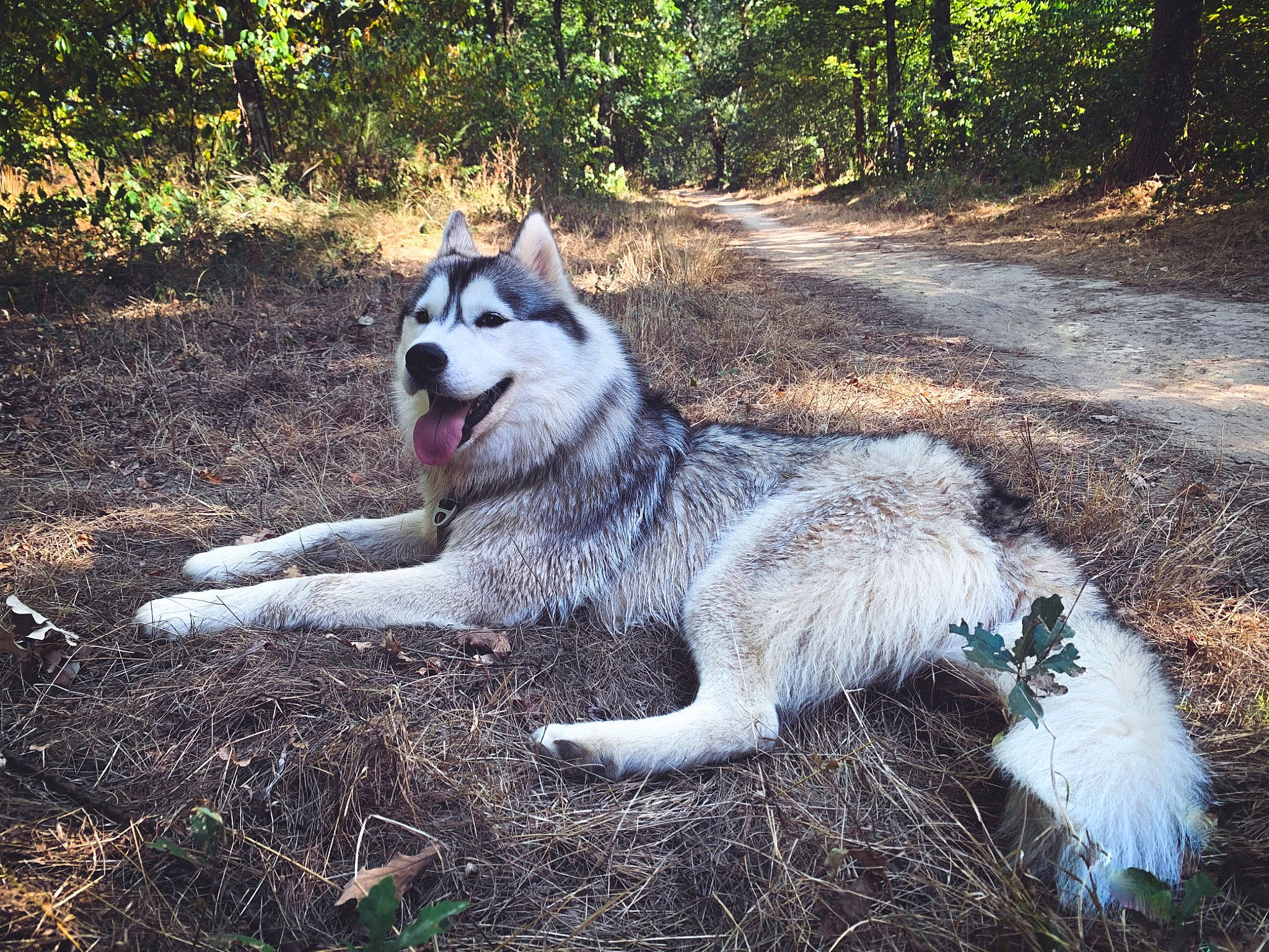 Oxa participe au concours pour gagner de l'argent avec cette photo : alaskan_malamute, canadian_eskimo_dog, canidae, carnivore, dog, dog_breed, east_siberian_laika, greenland_dog, jamthund, mammal, native_american_indian_dog, northern_inuit_dog, saarloos_wolfdog, seppala_siberian_sleddog, siberian_husky, sled_dog, tamaskan_dog, vertebrate, west_siberian_laika, wolfdog