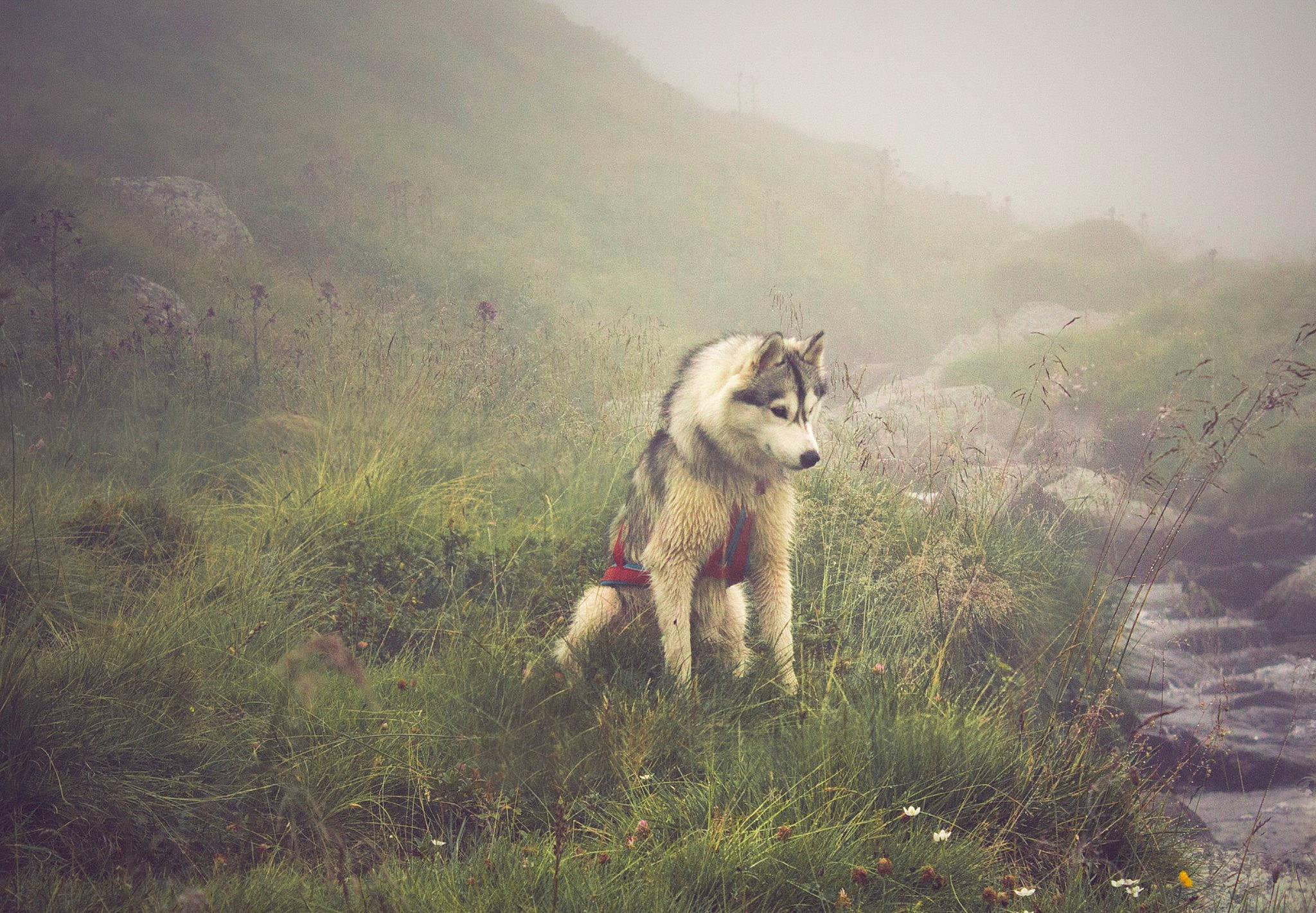 Oxa a rejoint le concours — aidez-le/la à gagner de superbes lots ! alaskan_malamute, atmospheric_phenomenon, canadian_eskimo_dog, canidae, canis, carnivore, czechoslovakian_wolfdog, dog, east_siberian_laika, greenland_dog, mammal, native_american_indian_dog, northern_inuit_dog, saarloos_wolfdog, seppala_siberian_sleddog, siberian_husky, sky, tamaskan_dog, west_siberian_laika, wolfdog