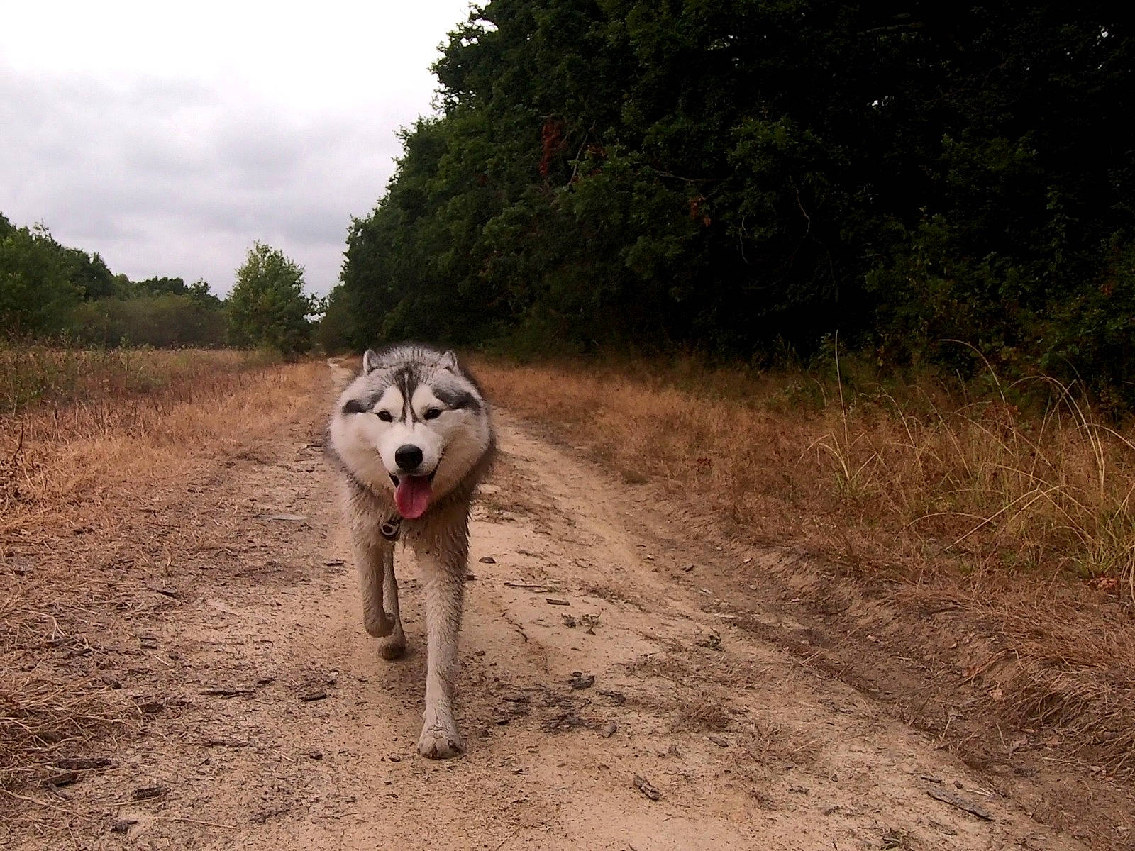 Oxa a rejoint le concours — aidez-le/la à gagner de superbes lots ! alaskan_malamute, canadian_eskimo_dog, canidae, carnivore, czechoslovakian_wolfdog, dog, dog_breed, greenland_dog, mammal, native_american_indian_dog, northern_inuit_dog, rare_breed_dog, saarloos_wolfdog, seppala_siberian_sleddog, siberian_husky, sled_dog, snout, sporting_group, vertebrate, wolfdog