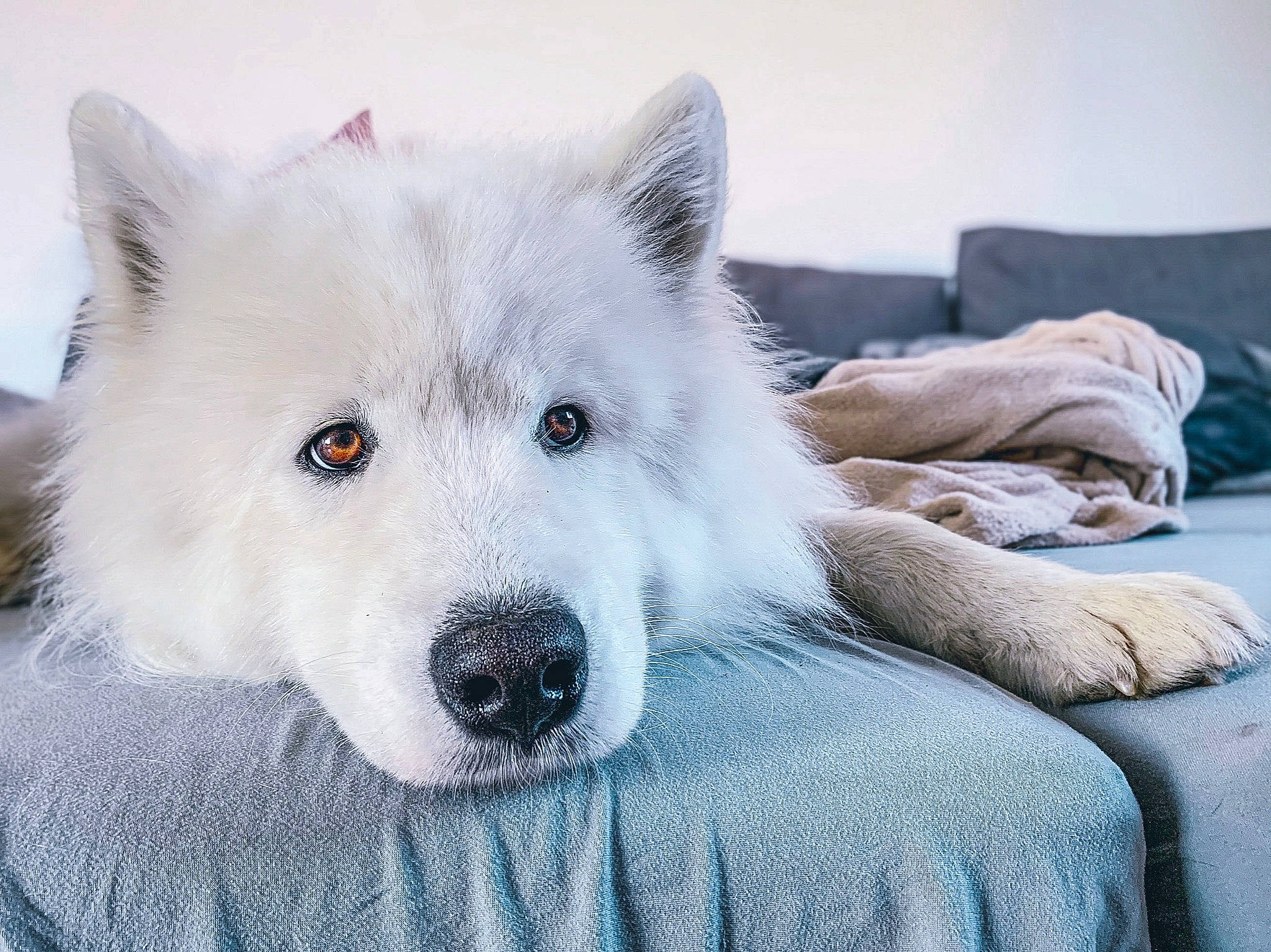 Ouzo a rejoint le concours — aidez-le/la à gagner de superbes lots ! alaskan_malamute, berger_blanc_suisse, canadian_eskimo_dog, canidae, canis, canis_lupus_tundrarum, carnivore, dog, dog_breed, fur, greenland_dog, japanese_spitz, kishu, mammal, rare_breed_dog, sakhalin_husky, samoyed, siberian_husky, vertebrate, wolfdog