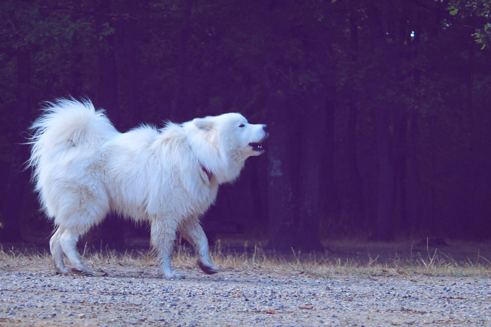 Ouzo a rejoint le concours — aidez-le/la à gagner de superbes lots ! american_eskimo_dog, canidae, carnivore, dog, dog_breed, german_spitz, german_spitz_klein, german_spitz_mittel, japanese_spitz, mammal, pomeranian, samoyed, spitz, vertebrate, volpino_italiano
