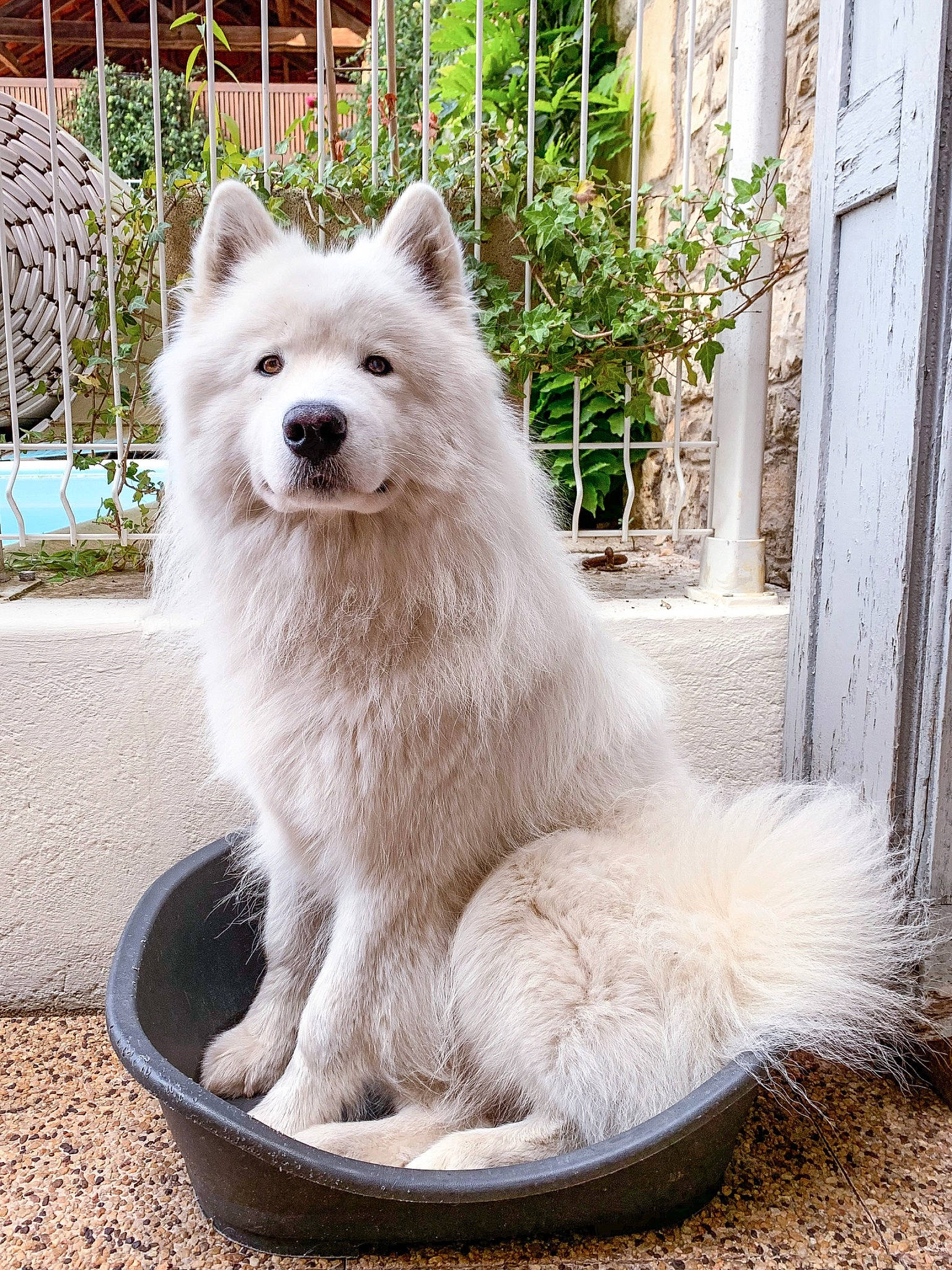 Ouzo participe au concours pour gagner de l'argent avec cette photo : ancient_dog_breeds, berger_blanc_suisse, canidae, carnivore, companion_dog, dog, dog_breed, german_spitz, german_spitz_mittel, indian_spitz, japanese_spitz, kintamani, mammal, pungsan_dog, rare_breed_dog, samoyed, spitz, vertebrate, volpino_italiano, white_shepherd