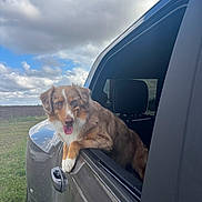 Ford joined the competition — help win amazing prizes! dog, car, window, outdoor, sky, cloud, grass, vehicle, pet, happy, tongue_out, brown, white, field, nature, side_mirror, head, fur, transport, daytime
