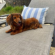 Pickle is registered to the contest to win money with this photo: dog, dachshund, outdoor, chair, pillow, pet, animal, garden, fence, greenery, relaxing, cute, brown, happy, canine, laying, summer, nature, portrait, domestic