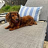 animal, brown, canine, chair, cute, dachshund, dog, domestic, fence, garden, greenery, happy, laying, nature, outdoor, pet, pillow, portrait, relaxing, summer