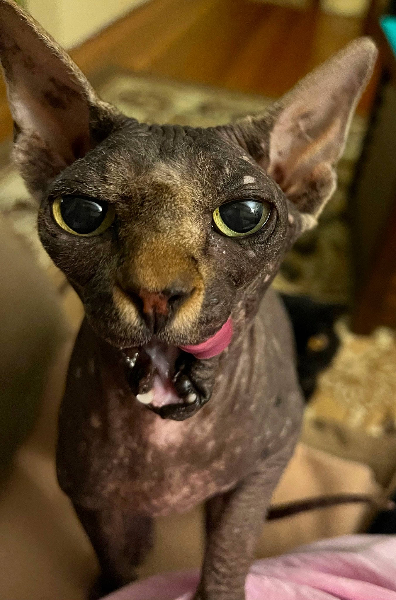 Miss Fancy Pants joined the competition — help win amazing prizes! carnivore, dog, dog_breed, donskoy, ear, fawn, felidae, fur, grey, snout, terrestrial_animal, toy_dog, whiskers, working_animal