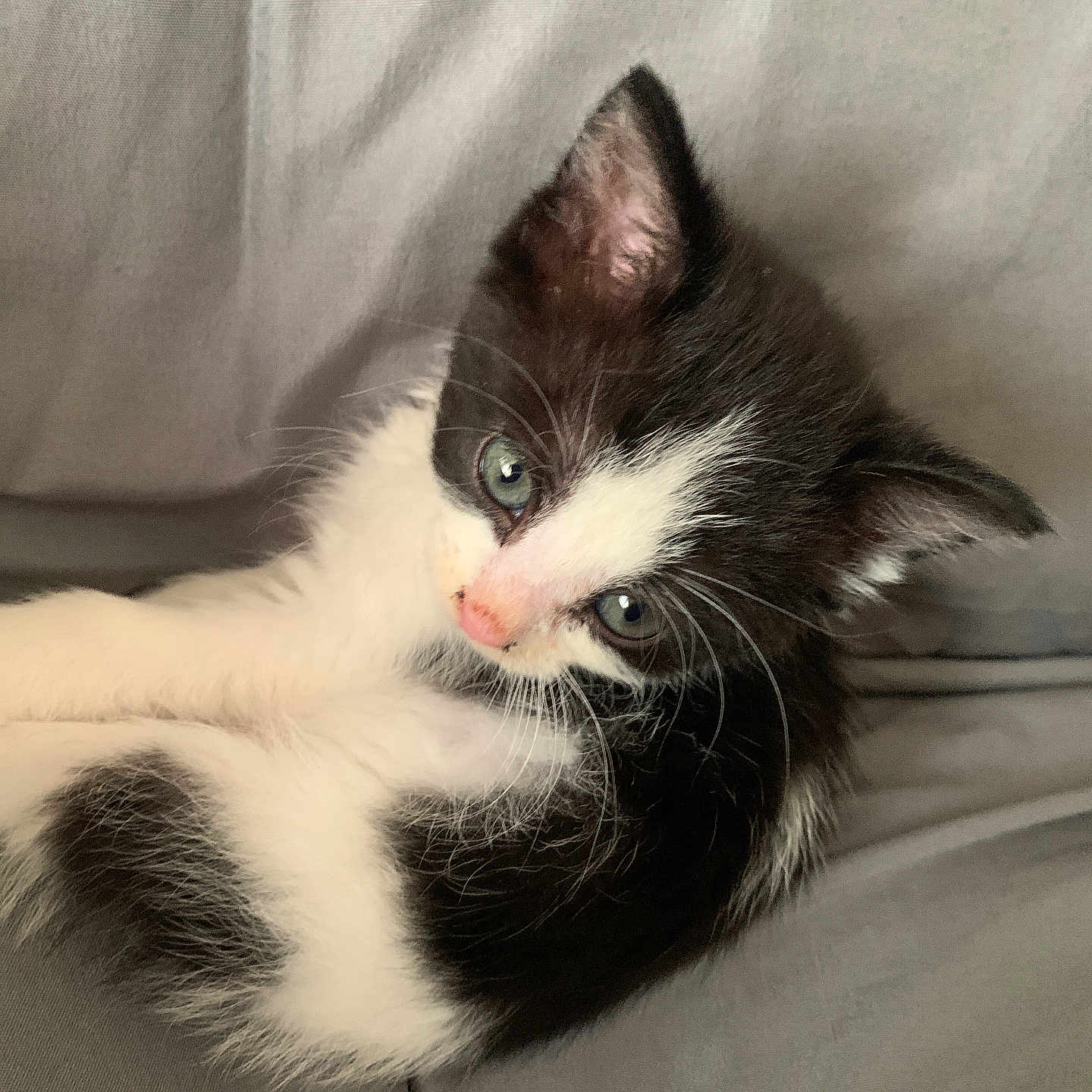 Lil Mama joined the competition — help win amazing prizes! abyssinian, angora, animal, cat, couch, furniture, kitten, manx, pet, siamese