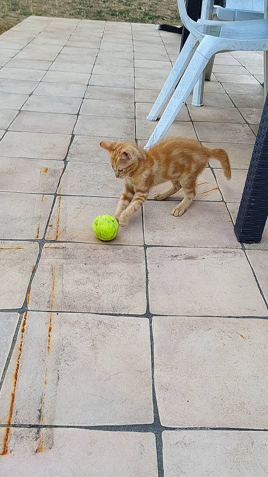 Hasboulla participe au concours pour gagner de l'argent avec cette photo : asphalt, ball, canidae, carnivore, cat, companion_dog, dog_breed, domestic_short_haired_cat, fawn, felidae, floor, flooring, road_surface, sidewalk, small_to_medium_sized_cats, snout, tail, tennis_ball, whiskers, wood