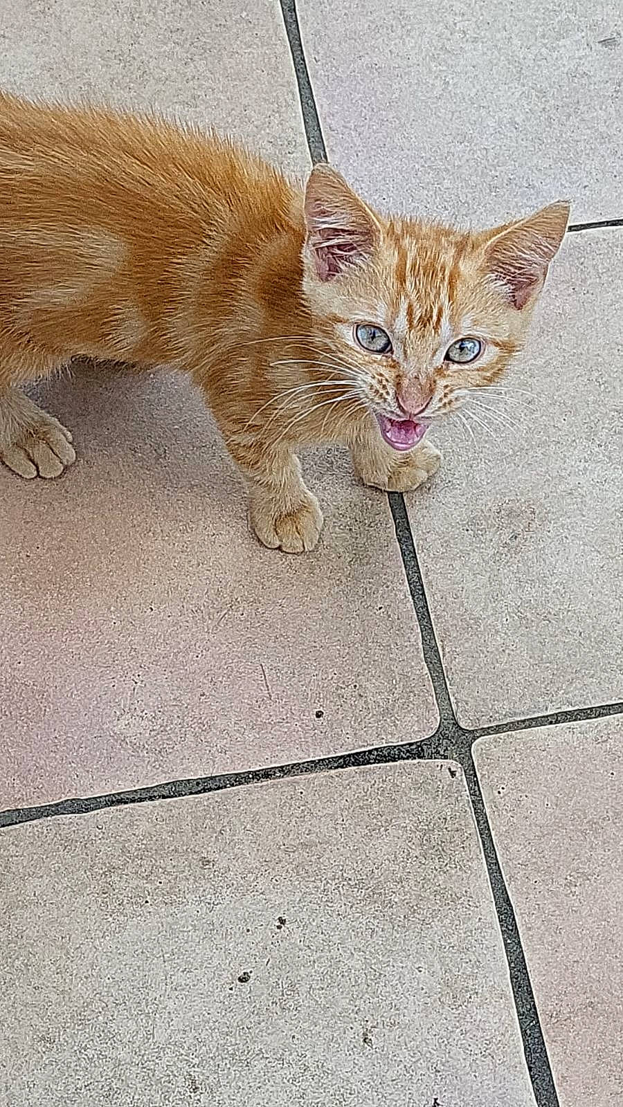 Hasboulla participe au concours pour gagner de l'argent avec cette photo : asphalt, carnivore, cat, claw, domestic_short_haired_cat, fawn, felidae, flagstone, flooring, foot, fur, leash, paw, road_surface, sidewalk, small_to_medium_sized_cats, snout, tail, terrestrial_animal, whiskers