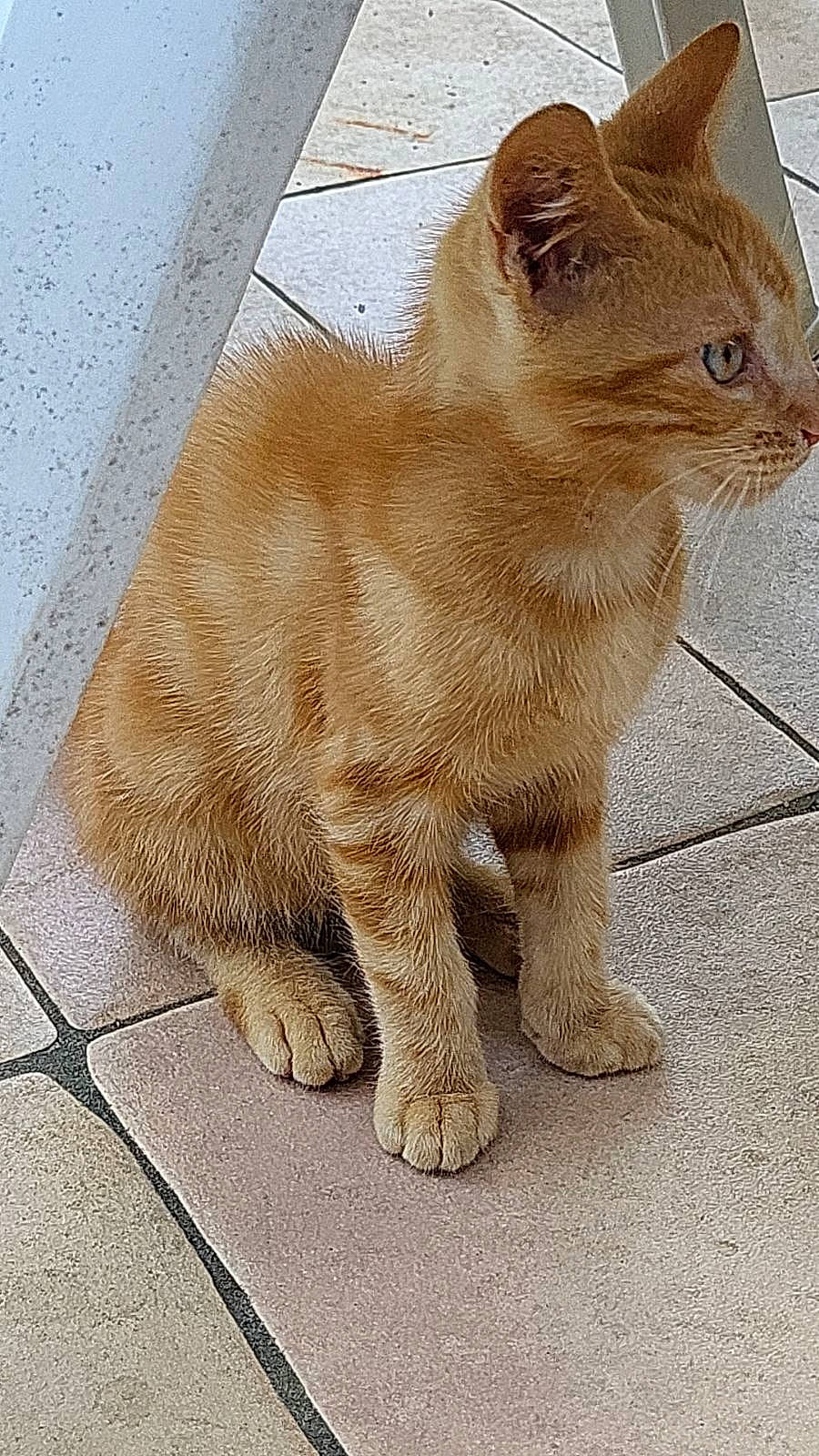 Hasboulla a rejoint le concours — aidez-le/la à gagner de superbes lots ! carnivore, cat, claw, domestic_short_haired_cat, felidae, flooring, fur, paw, small_to_medium_sized_cats, tail, terrestrial_animal, whiskers, wildlife