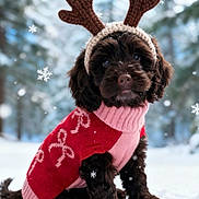 Lottie joined the competition — help win amazing prizes! dog, puppy, snow, winter, antlers, knitted, sweater, red, pink, cute, festive, outdoor, snowflakes, forest, holiday, christmas, pet, animal, winter_clothing, cozy