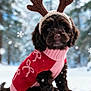 dog, puppy, snow, winter, antlers, knitted, sweater, red, pink, cute, festive, outdoor, snowflakes, forest, holiday, christmas, pet, animal, winter_clothing, cozy
