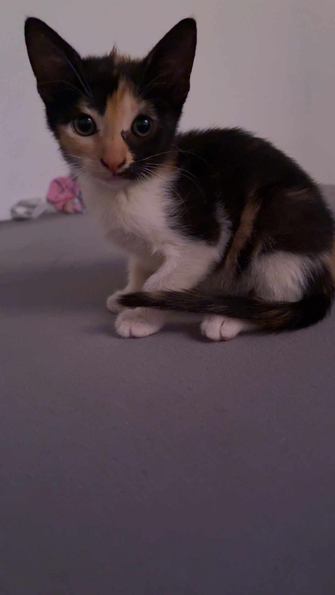 Nala