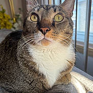 Milo joined the competition — help win amazing prizes! cat, tabby_cat, close_up, yellow_eyes, whiskers, fur, indoor, window, blanket, resting, pet, animal, domestic_cat, natural_light, white_chest, curious, portrait, feline, cozy, relaxed
