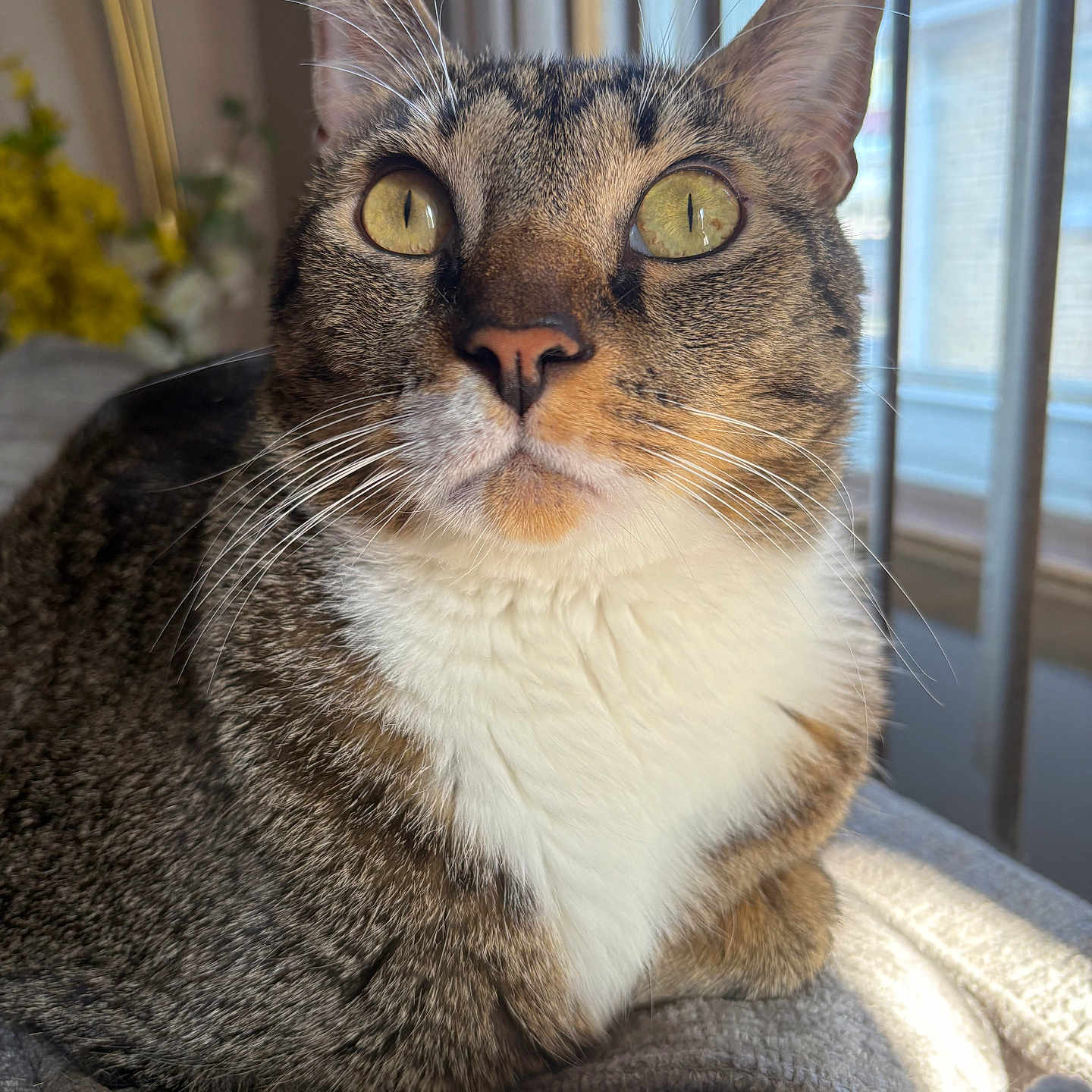 Milo joined the competition — help win amazing prizes! animal, blanket, cat, close_up, cozy, curious, domestic_cat, feline, fur, indoor, natural_light, pet, portrait, relaxed, resting, tabby_cat, whiskers, white_chest, window, yellow_eyes