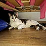 cat, floor, wooden_floor, indoor, pet, animal, bed_frame, pink_fabric, blue_bag, white_cat, tabby, relaxed, lying_down, curious, whiskers, ears, paws, tail, household, cozy