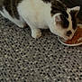 cat, tabby, white_fur, pet, eating, food_bowl, wet_food, floor, tiled_floor, indoor, animal, feline, domestic_cat, whiskers, paws, head, side_view, mealtime, close_up, cute