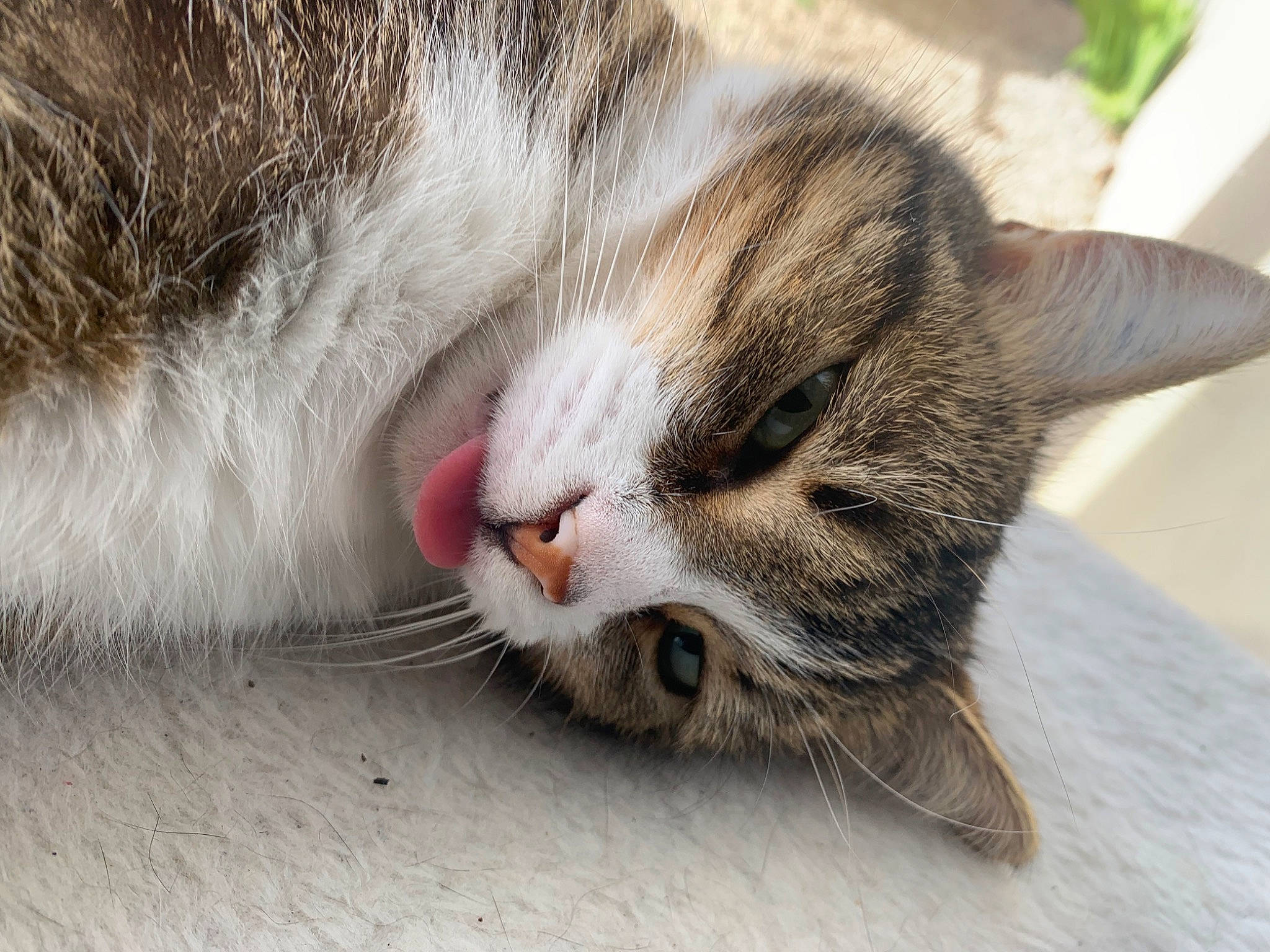 Liya a rejoint le concours — aidez-le/la à gagner de superbes lots ! carnivore, cat, cat_supply, claw, comfort, domestic_short_haired_cat, felidae, fur, mammal, nap, paw, sleep, small_to_medium_sized_cats, snout, terrestrial_animal, vertebrate, whiskers