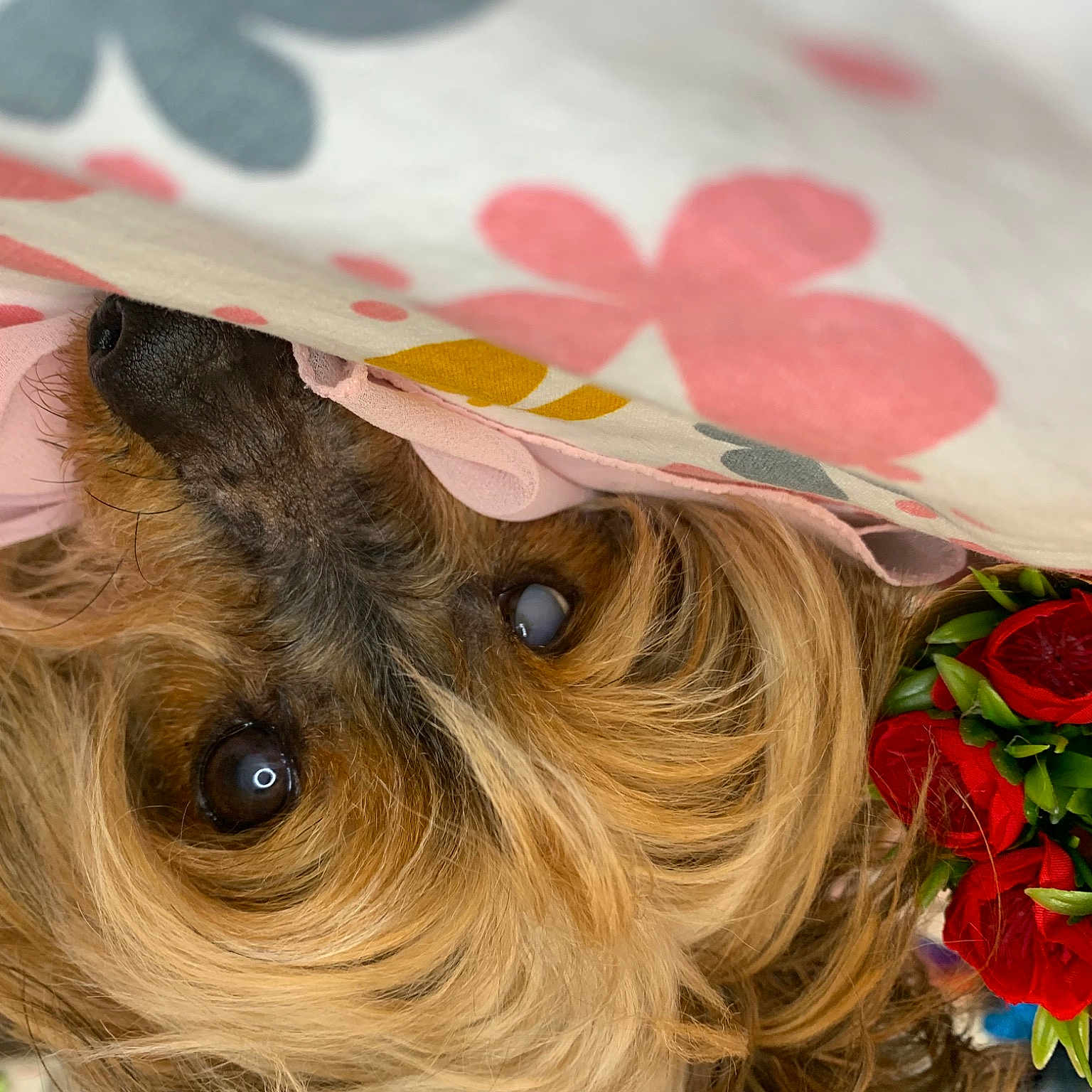 Emy participe au concours pour gagner de l'argent avec cette photo : brown_hair, carnivore, companion_dog, dog, dog_breed, eyelash, eyewear, fashion_accessory, fawn, flower, glasses, happy, liver, petal, plant, snout, sunglasses, toy_dog, wood, working_animal