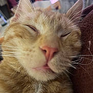 Toots a rejoint le concours — aidez-le/la à gagner de superbes lots ! abyssinian, animal, bodypart, cat, chair, couch, ear, finger, furniture, hand, kitten, manx, mouth, person, pet, siamese, sleeping, snout, wood