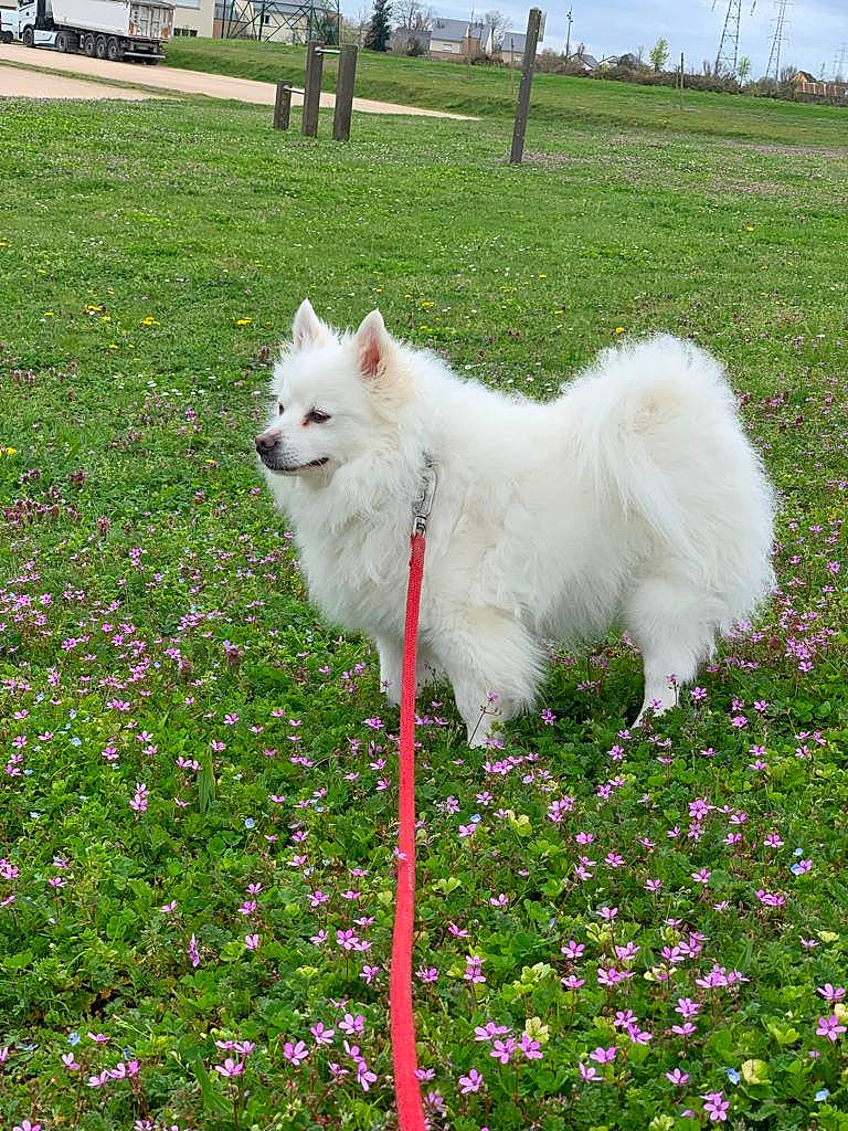 Onyl a rejoint le concours — aidez-le/la à gagner de superbes lots ! carnivore, companion_dog, dog, dog_breed, flower, flowering_plant, grass, grassland, green, groundcover, herbaceous_plant, japanese_spitz, petal, plant, sky, spitz, tail, tree, volpino_italiano, working_animal