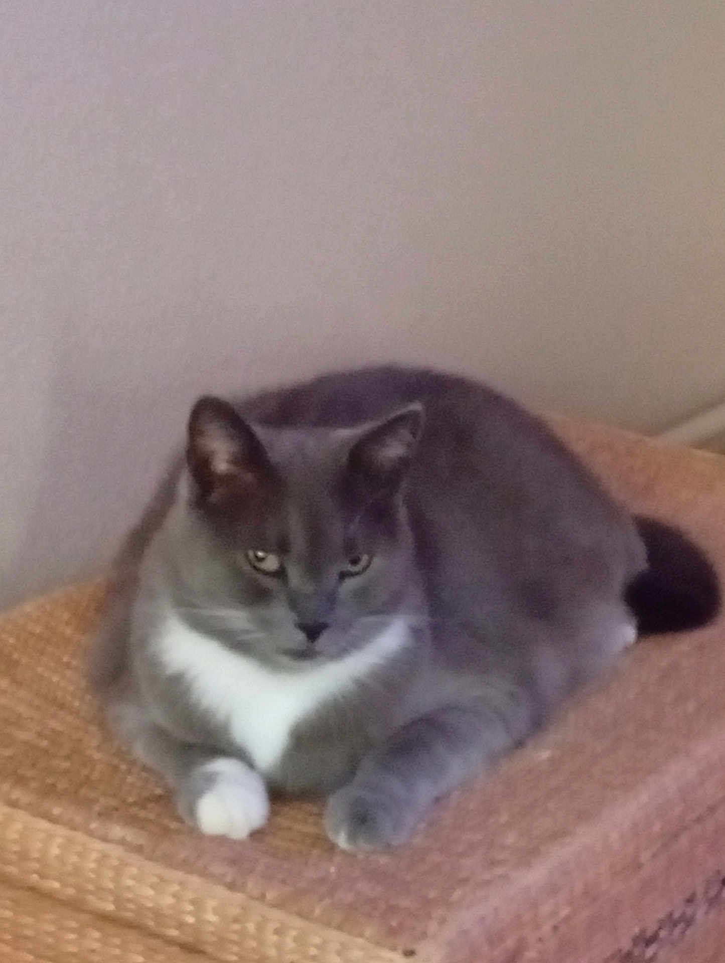 Coco