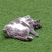 Coco a rejoint le concours — aidez-le/la à gagner de superbes lots ! cat, gray_cat, white_belly, pet, animal, grass, outdoor, relaxed, lying_down, cute, feline, whiskers, paws, playful, nature, green_background, fur, domestic_animal, mammal, resting
