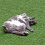 cat, gray_cat, white_belly, pet, animal, grass, outdoor, relaxed, lying_down, cute, feline, whiskers, paws, playful, nature, green_background, fur, domestic_animal, mammal, resting