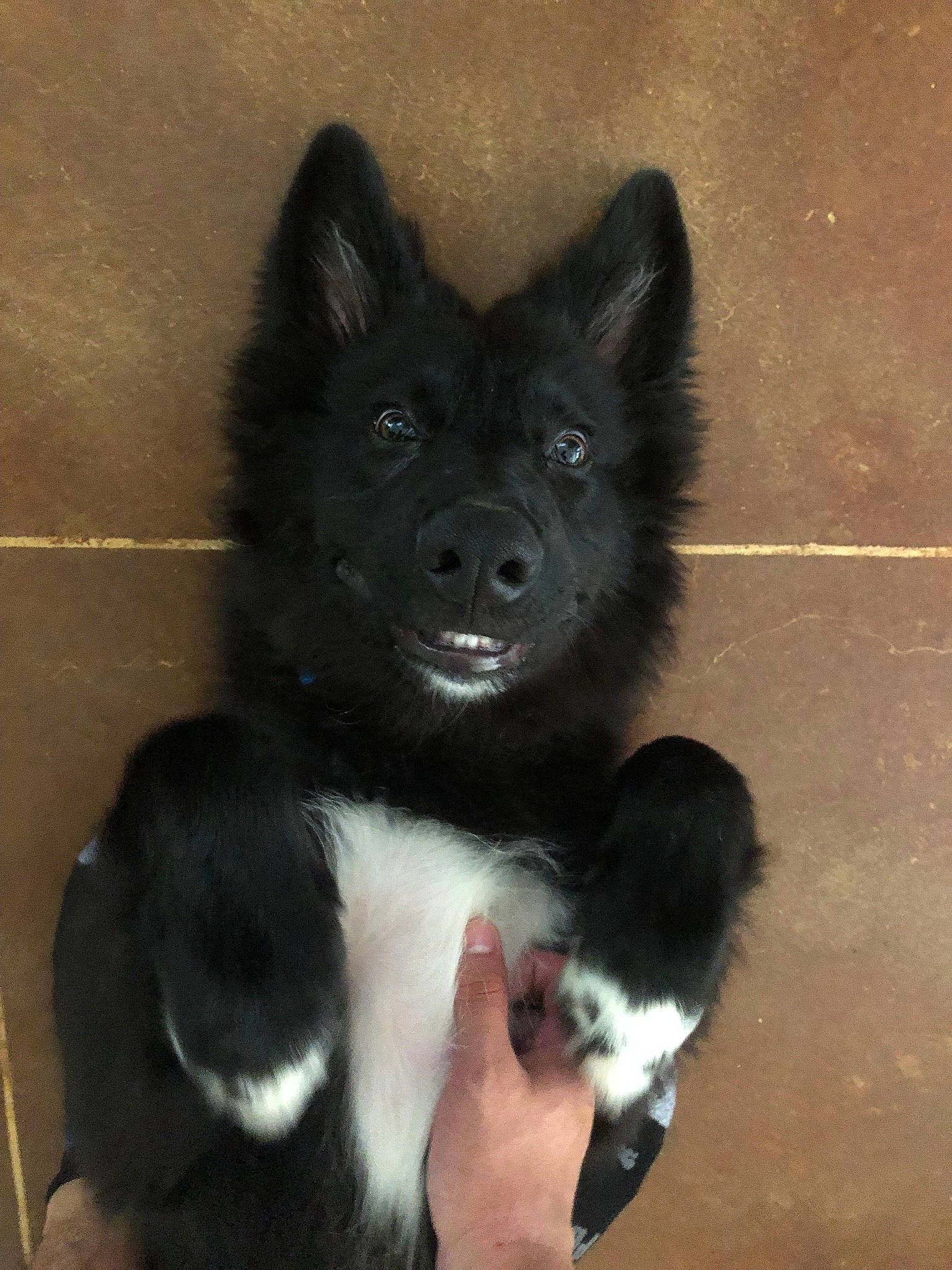 Moses is registered to the contest to win money with this photo: black_norwegian_elkhound, canidae, carnivore, dog, dog_breed, eurasier, laika, mammal, non_sporting_group, rare_breed_dog, russo_european_laika, schipperke, snout, swedish_lapphund, vertebrate