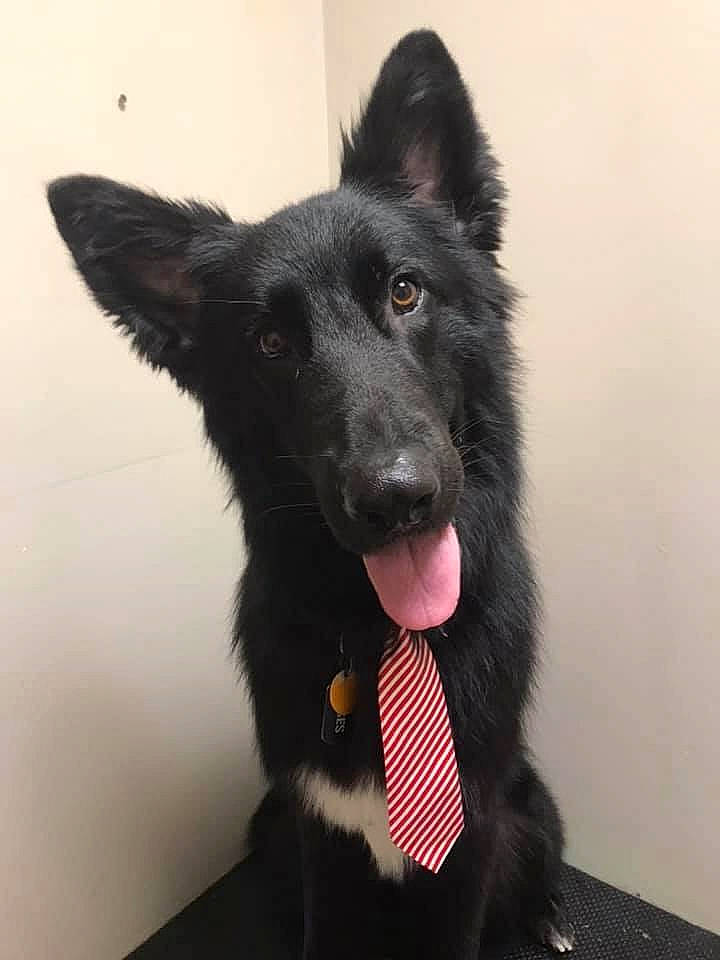 Moses joined the competition — help win amazing prizes! belgian_shepherd, bohemian_shepherd, canidae, carnivore, croatian_sheepdog, dog, dog_breed, ear, groenendael, king_shepherd, mammal, rare_breed_dog, shiloh_shepherd_dog, snout, tervuren, vertebrate, working_dog