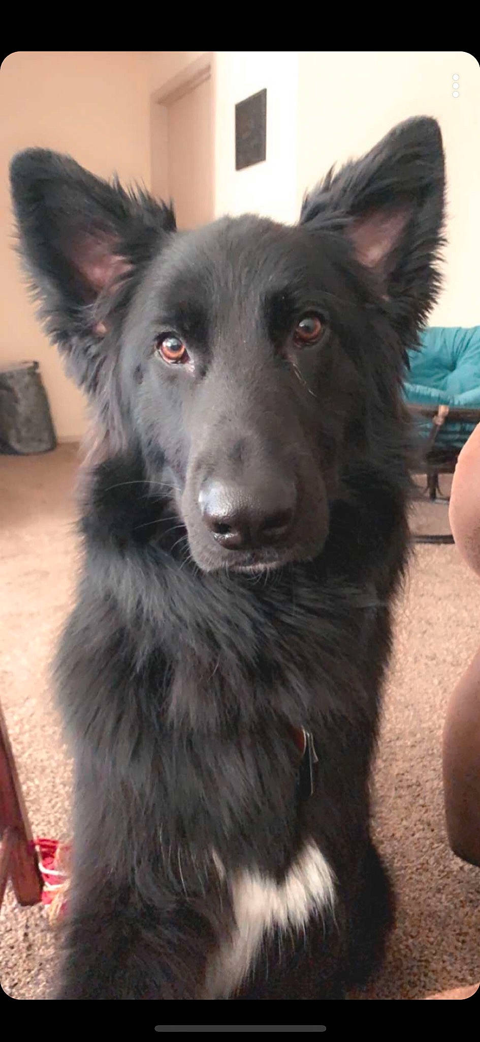Moses joined the competition — help win amazing prizes! belgian_shepherd, bohemian_shepherd, canidae, carnivore, croatian_sheepdog, dog, dog_breed, groenendael, herding_dog, king_shepherd, mammal, mudi, rare_breed_dog, shiloh_shepherd_dog, snout, sporting_group, tervuren, vertebrate, working_dog