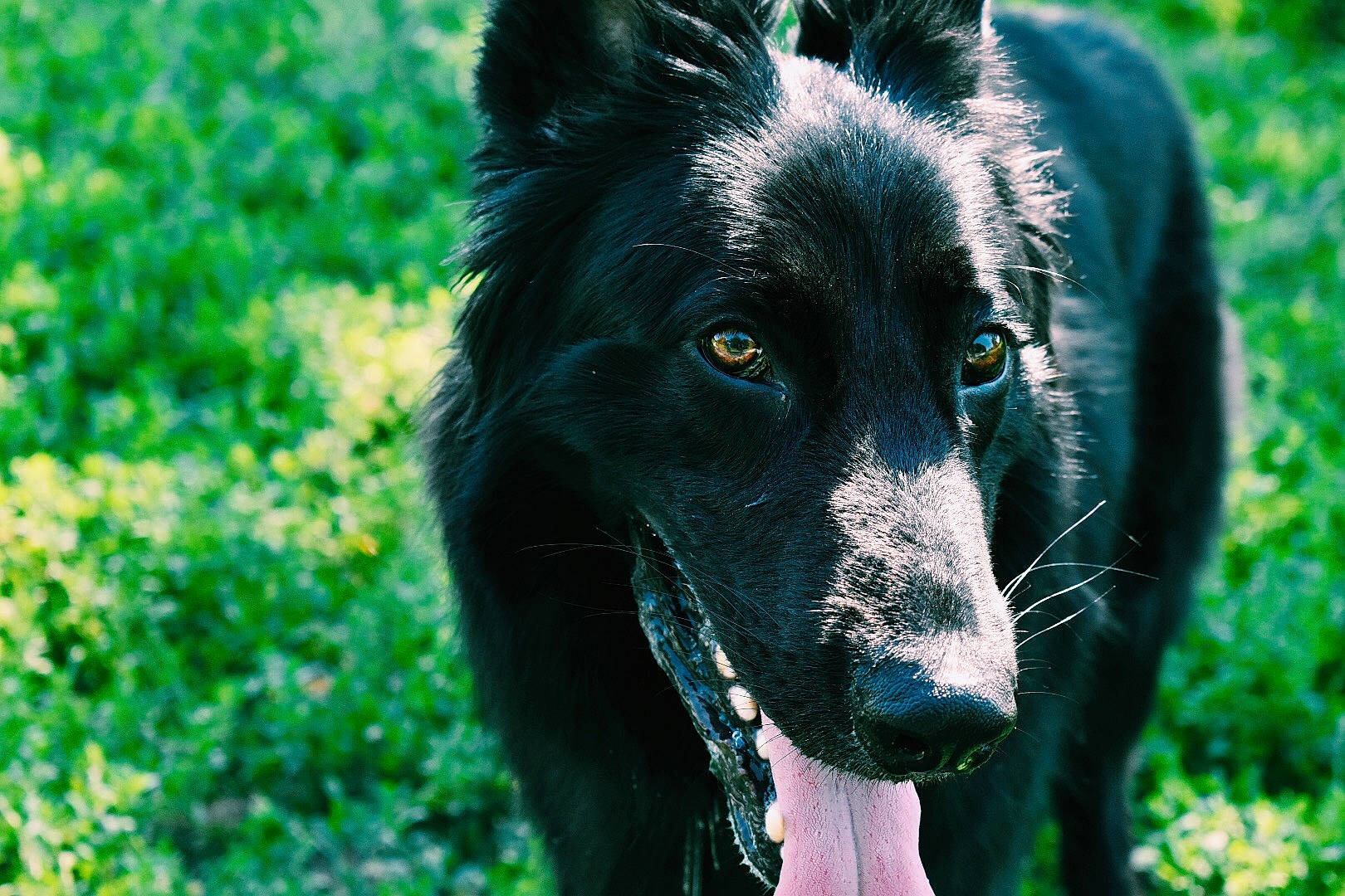 Moses joined the competition — help win amazing prizes! belgian_shepherd, border_collie, canidae, carnivore, dog, dog_breed, eye, grass, green, groenendael, herding_dog, mammal, nose, plant, snout, tree, vertebrate, whiskers, working_dog