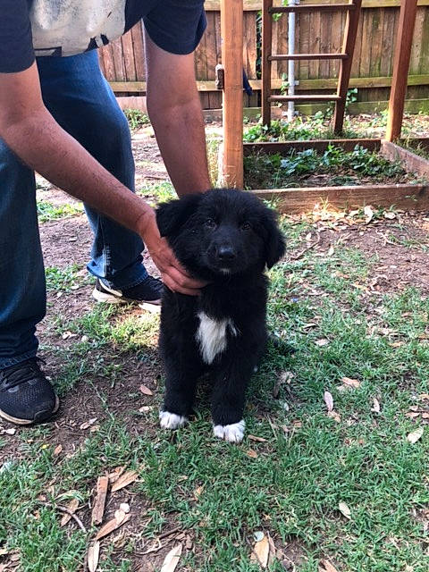 Moses is registered to the contest to win money with this photo: canidae, carnivore, companion_dog, dog, dog_breed, mammal, newfoundland, puppy, rare_breed_dog, sporting_group, vertebrate