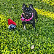 Pola joined the competition — help win amazing prizes! dog, black_dog, bandana, pink_bandana, heart_pattern, grass, green_grass, toy, red_toy, striped_toy, outdoor, sunlight, pet, animal, cute, playful, friendly, alert, small_dog, nature