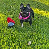 dog, black_dog, bandana, pink_bandana, heart_pattern, grass, green_grass, toy, red_toy, striped_toy, outdoor, sunlight, pet, animal, cute, playful, friendly, alert, small_dog, nature