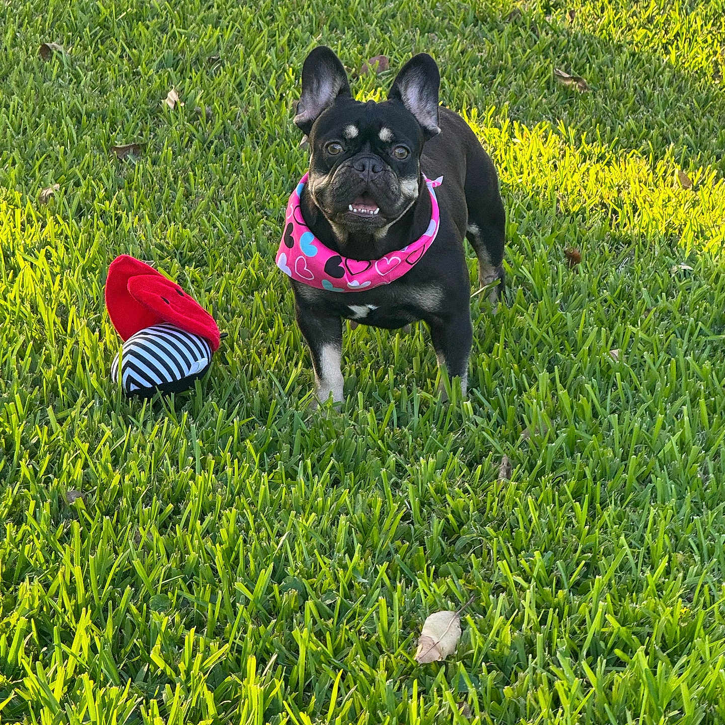 Pola joined the competition — help win amazing prizes! dog, black_dog, bandana, pink_bandana, heart_pattern, grass, green_grass, toy, red_toy, striped_toy, outdoor, sunlight, pet, animal, cute, playful, friendly, alert, small_dog, nature