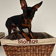 Coco Chanel joined the competition — help win amazing prizes! dog, cat, basket, storage_text, sleeping_cat, standing_dog, large_ears, paws, woven_basket, cozy, white_wall, shelf, indoor, pet, curious, closeup, black_and_tan, fur, home_decor, portrait