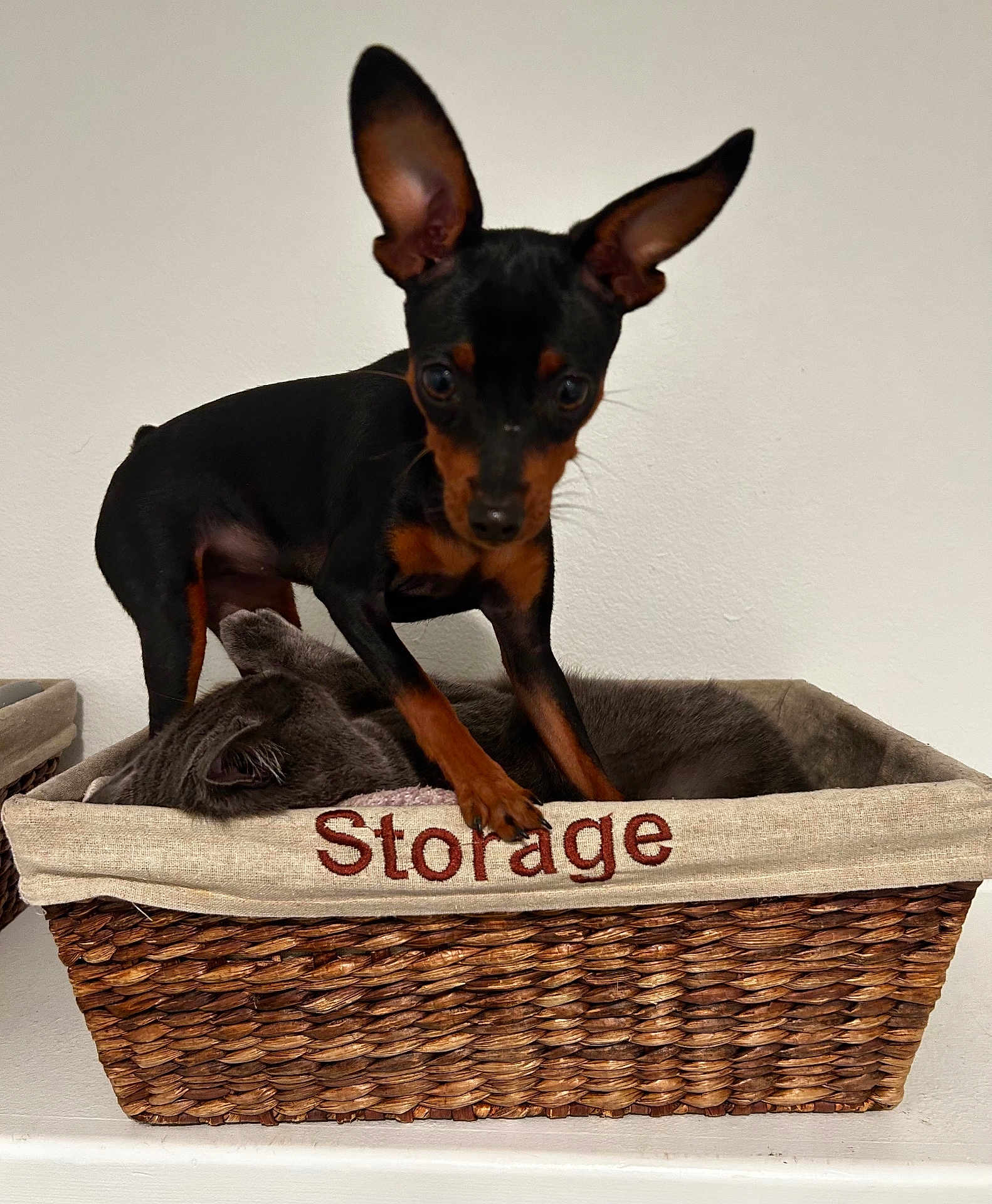 Coco Chanel joined the competition — help win amazing prizes! dog, cat, basket, storage_text, sleeping_cat, standing_dog, large_ears, paws, woven_basket, cozy, white_wall, shelf, indoor, pet, curious, closeup, black_and_tan, fur, home_decor, portrait