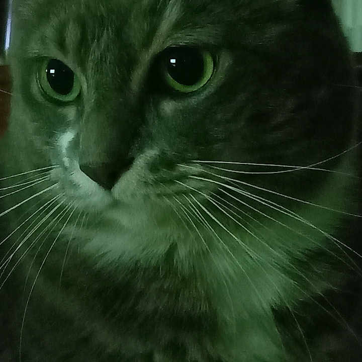 Jessie participe au concours pour gagner de l'argent avec cette photo : abyssinian, animal, cat, kitten, manx, pet, siamese, snout